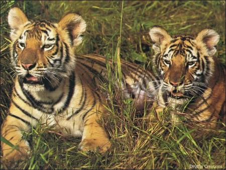2 tigres