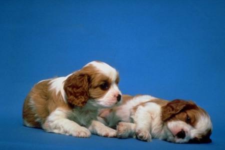 2 chiots